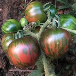 Black Vernissage σπόροι ντομάτας 2.15 - 4