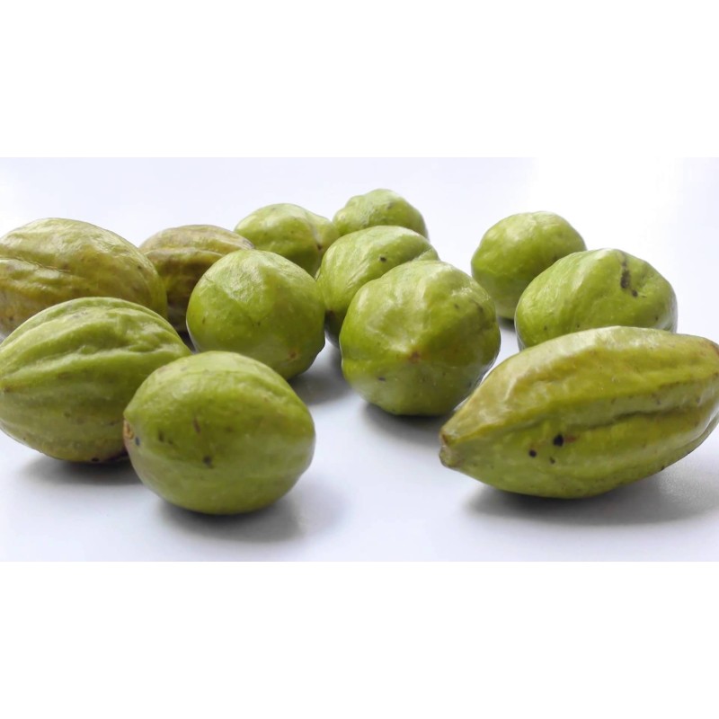 Ο βασιλιάς των φαρμακευτικών βοτάνων - Σπόροι Haritaki (Terminalia chebula)  - 5