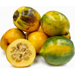 Semi di melanzane pelose - Tarambulo (Solanum ferox) 2 - 1