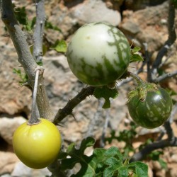 Devils Apple Fruit of Sodom Seeds (Solanum linnaeanum) 1.45 - 1