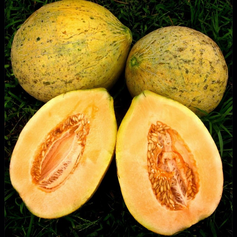 2.049999 Eel River Melon Seeds