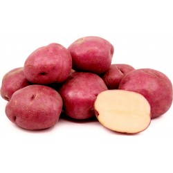 Red Skin - White Flesh KENNEBEC Potato Seeds 1.95 - 2