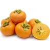 Sementes de American persimmon (Diospyros virginiana)  - 1