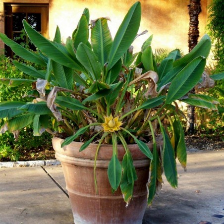 Chinese Dwarf Banana, Golden Lotus Banana Seeds | Price: €3.95 🌳🌼🌸🌿🌱🍉