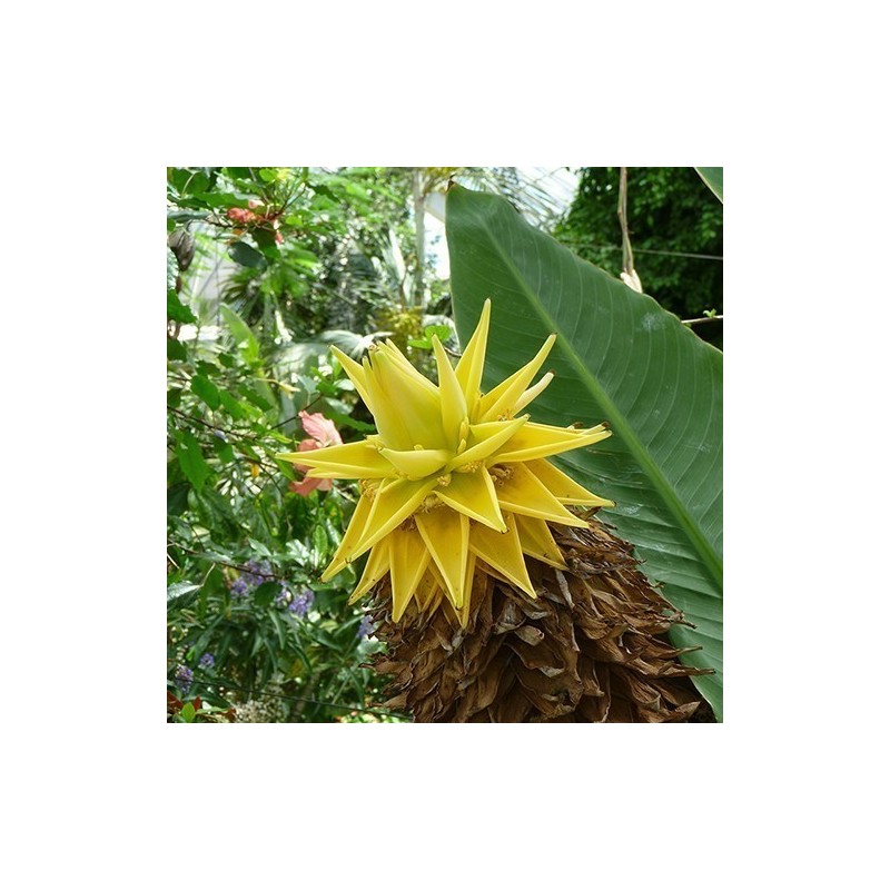 Chinese Dwarf Banana, Golden Lotus Banana Seeds | Price: €3.95 🌳🌼🌸🌿🌱🍉