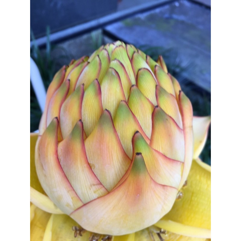 Chinese Dwarf Banana, Golden Lotus Banana Seeds | Price: €3.95 🌳🌼🌸🌿🌱🍉