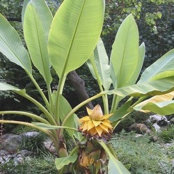 Semi Banana nana cinese, Golden Lotus Banana 3.95 - 5