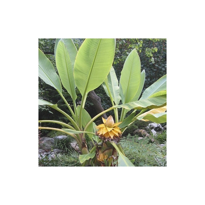 Chinese Dwarf Banana, Golden Lotus Banana Seeds | Price: €3.95 🌳🌼🌸🌿🌱🍉
