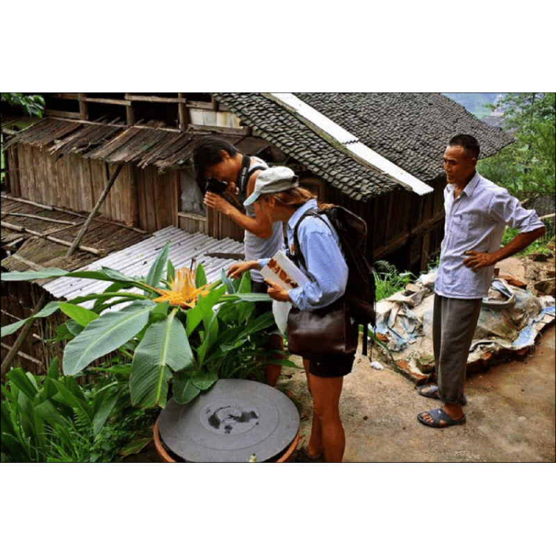 Chinese Dwarf Banana, Golden Lotus Banana Seeds | Price: €3.95 🌳🌼🌸🌿🌱🍉