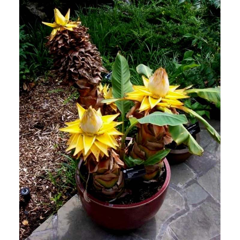 Chinese Dwarf Banana, Golden Lotus Banana Seeds | Price: €3.95 🌳🌼🌸🌿🌱🍉