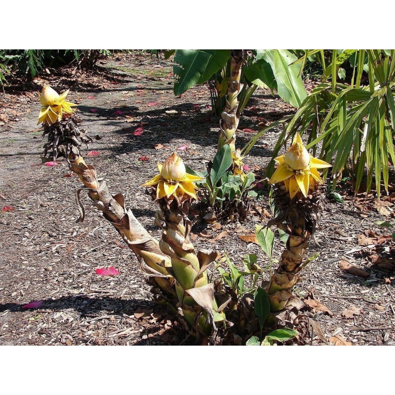 Chinese Dwarf Banana, Golden Lotus Banana Seeds | Price: €3.95 🌳🌼🌸🌿🌱🍉