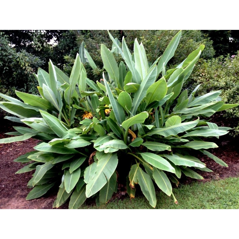 Chinese Dwarf Banana, Golden Lotus Banana Seeds | Price: €3.95 🌳🌼🌸🌿🌱🍉