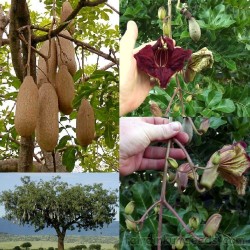 2mn pour comprendre, le Kigelia, Le Kigelia est un genre de plantes  originaire d'Afrique sous forme de saucisses qui peut aller jusqu'à 30  mètres de longs et des vertus thérapeutiques