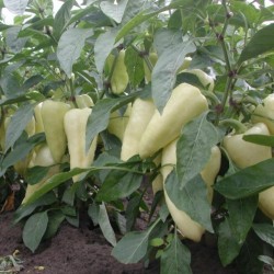 Big Hot White Pepper Seeds 1.95 - 2