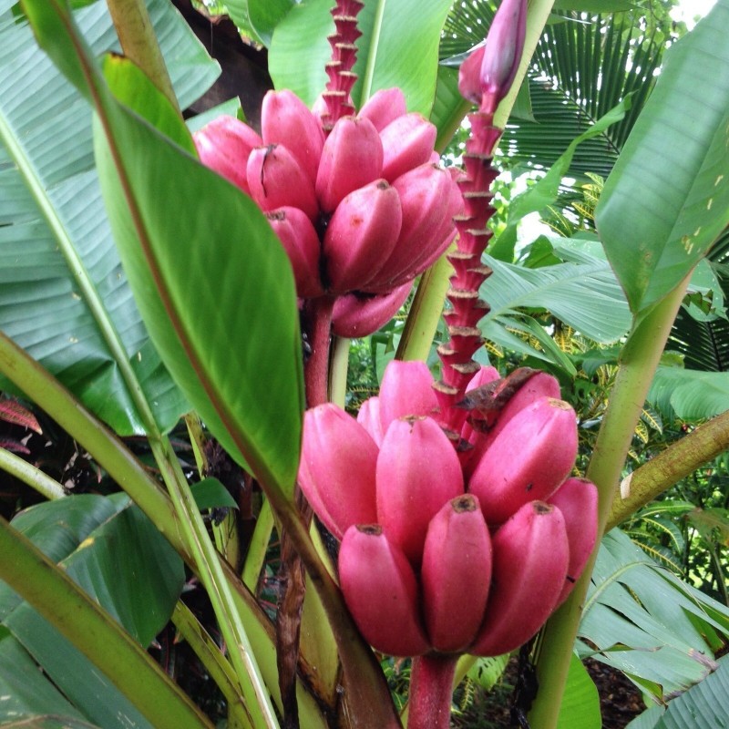 Sementes de Bananeira-ornamental (Musa ornata)