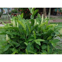 Σπόροι φυτό ΤΑΪΛΑΝΔΙΚΆ ΤΖΊΝΤΖΕΡ - GALANGAL (Alpinia galanga) 1.95 - 4