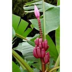 Sementes de Bananeira-ornamental (Musa ornata)