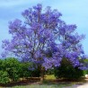 2.5 Blue Jacaranda Seeds