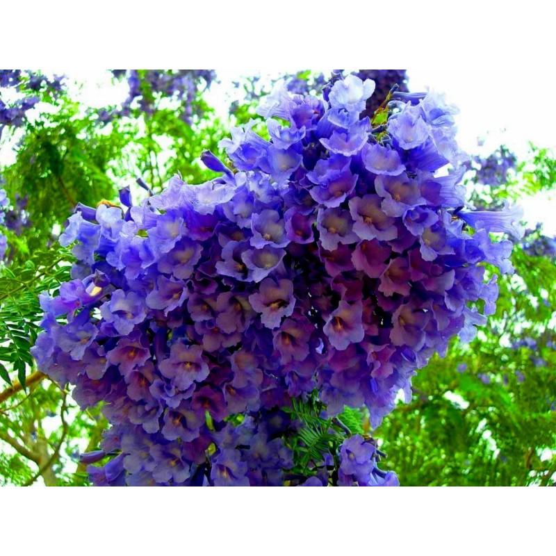 2.5 Jakaranda, Palisanderträ Frön (Jacaranda mimosifolia)