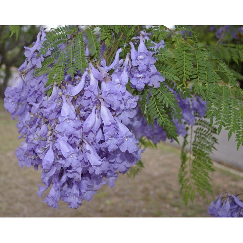 2.5 Blue Jacaranda Seeds