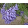 2.5 Blue Jacaranda Seeds