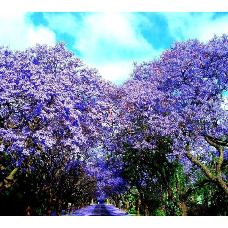 2.5 Graines de FLAMBOYANT BLEU