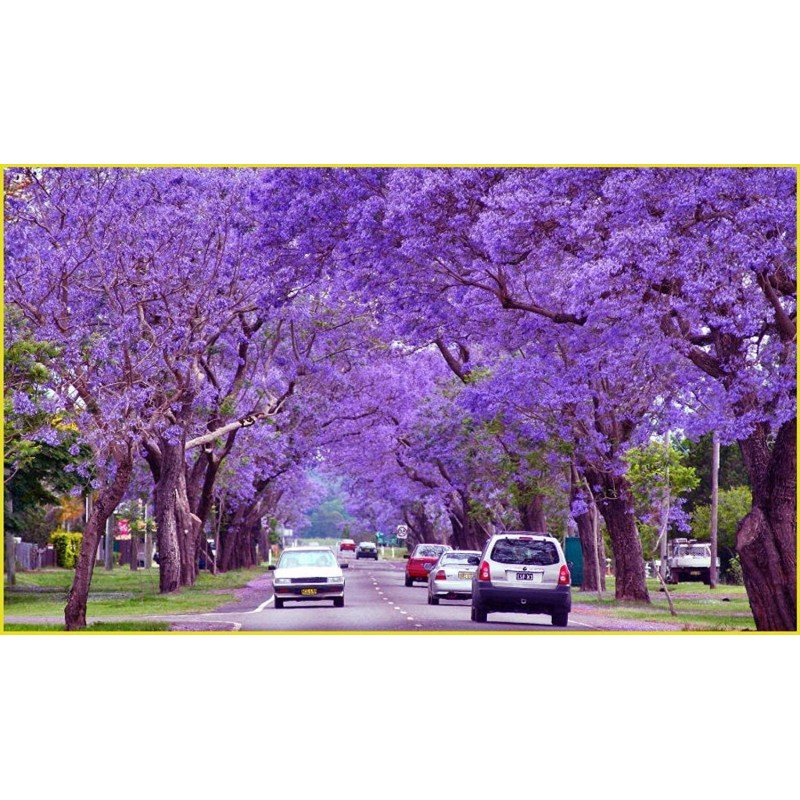 2.5 Blue Jacaranda Seeds