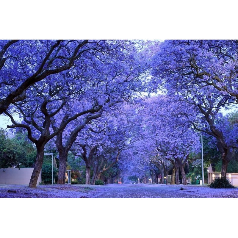 2.5 Blue Jacaranda Seeds