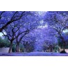 2.5 Jakaranda, Palisanderträ Frön (Jacaranda mimosifolia)