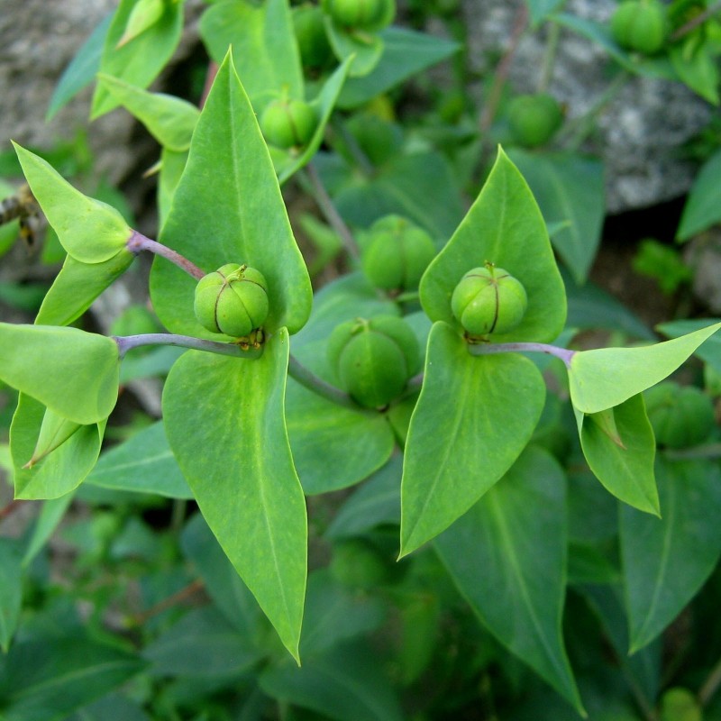 Herbe à Taupe (Euphorbia lathyris) Graines - Alsagarden