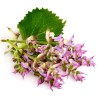 1.95 Clary Sage Seeds