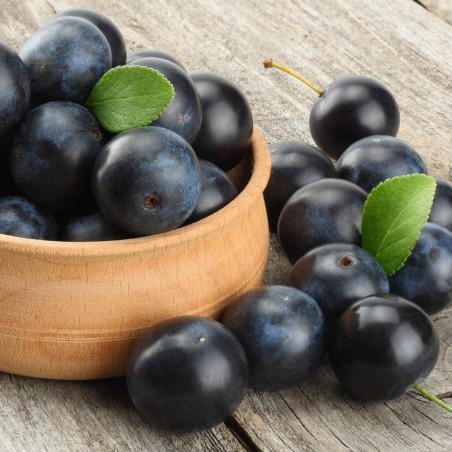Blackthorn or Sloe Seeds (Prunus spinosa) 1.85 - 2