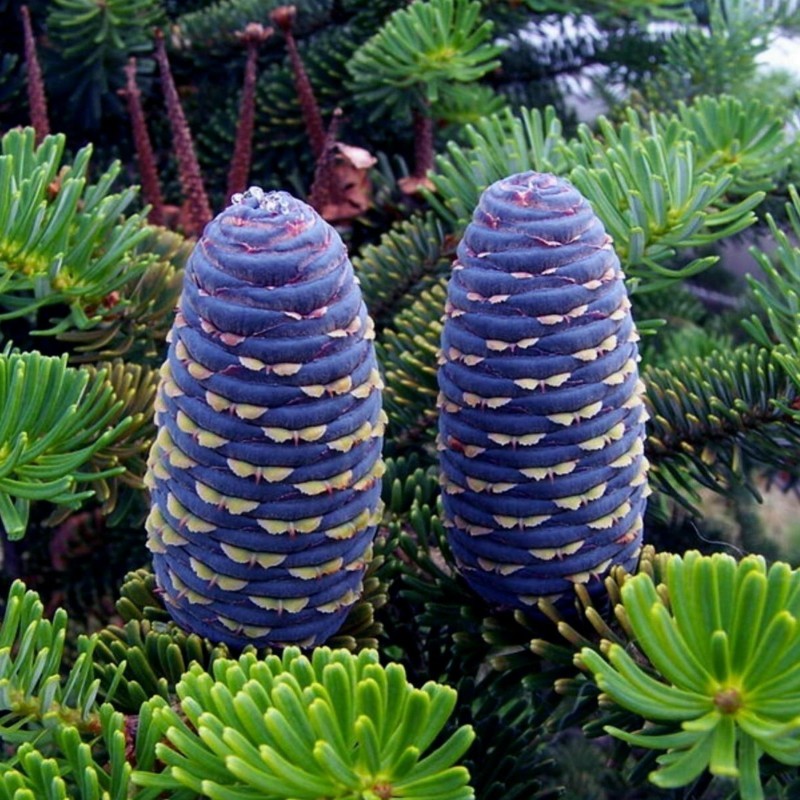 Szibériai cirbolyafenyő magok (Pinus sibirica) - 1