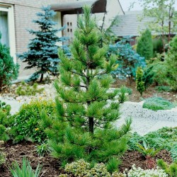 Graines de Pin de Sibérie (Pinus sibirica) Prix €3.95