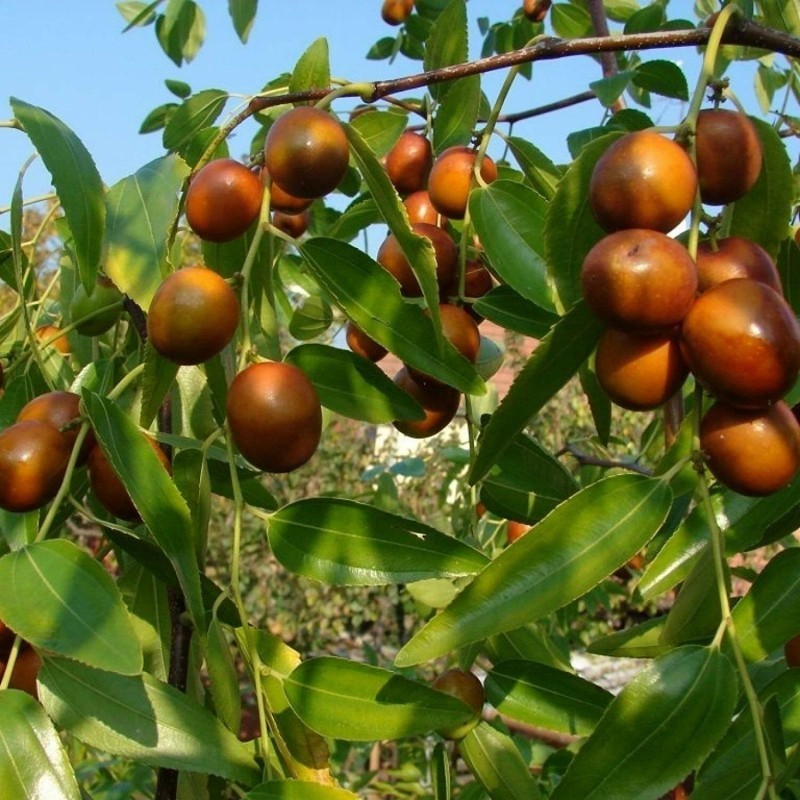 Nasiona Ziziphus jujube (daktyl chiński) - 2