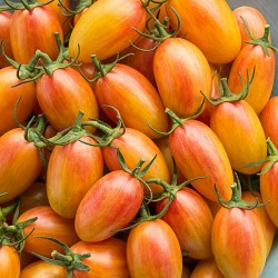 Tomat frön ARTISAN BLUSH TIGER 2.5 - 5