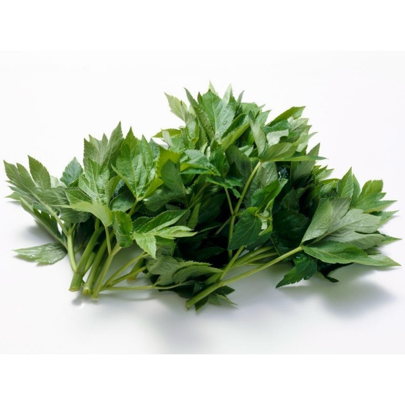 Graines de Ashitaba (Angelica keiskei)  - 1