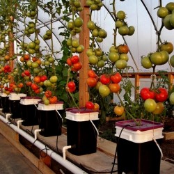 Sementes  de tomate Hidropônico DRAMA PETROUSA 1.65 - 1