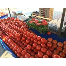 Semillas de tomate hidropónico PETROUSA DRAMA 1.65 - 2