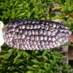 Sementes de Milho Peruano Branco Violeta Preto "K'uyu Chuspi" 2.45 - 11