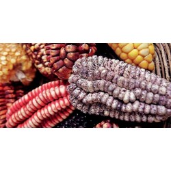 Sementes de Milho Peruano Branco Violeta Preto "K'uyu Chuspi" 2.45 - 9