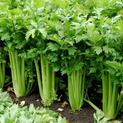 15.000 Seeds Celery ''Utah'' 9.95 - 2