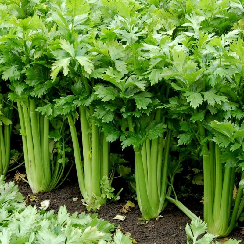 15.000 Seeds Celery ''Utah'' | Price: €9.95 🌳🌼🌸🌿🌱🍉