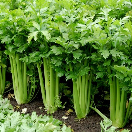 15.000 Seeds Celery ''Utah'' | Price: €9.95 🌳🌼🌸🌿🌱🍉