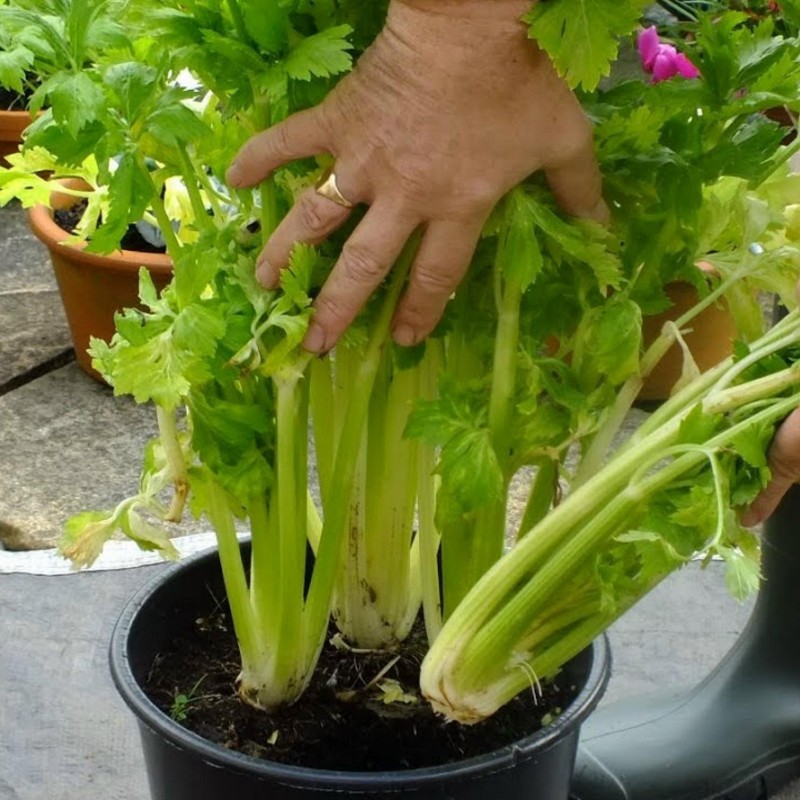 15.000 Seeds Celery ''Utah'' | Price: €9.95 🌳🌼🌸🌿🌱🍉