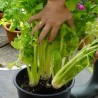 15.000 Seeds Celery ''Utah'' | Price: €9.95 🌳🌼🌸🌿🌱🍉