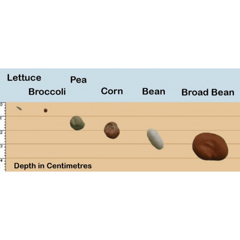 Seeds Gallery Profondeur Guide de plantation | Price: 0,00 € 🌳🌼🌸🌿🌱🍉