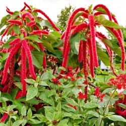 Korn AMARANT Amaranthus hypochondriacus blutrot Inka rote Blätter im Salat 