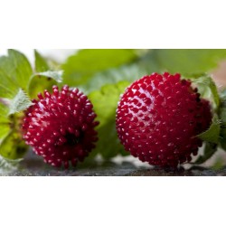 Faux-fraisier ou fraisier des indes 