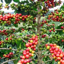 Σπόροι Arabica Καφές 2.55 - 2